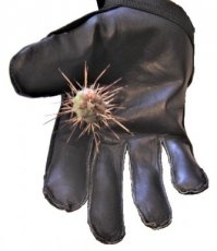 XSmall - cactus handschoenen naaldwerend en snijwerend VBR-PG-38-F VBR-Belgium
